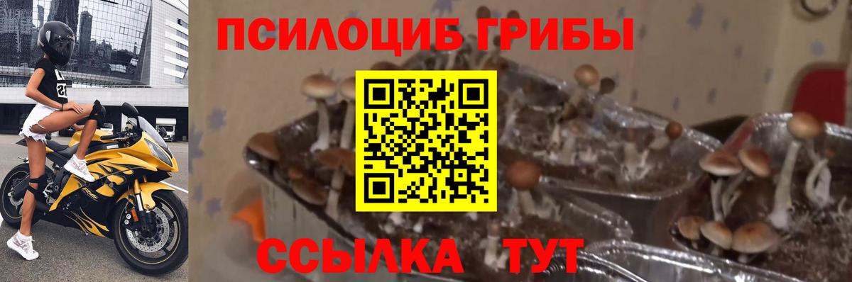 Псилоцибиновые грибы Psilocybine cubensis Звенигород